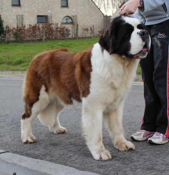 bientôt des chiots